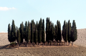 Cypresse Sacre- Sacred Cypress